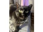 Adopt Barry Allen a Domestic Short Hair