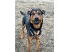 Adopt Scooby a Rottweiler, German Shepherd Dog