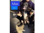 Adopt Max a Pointer