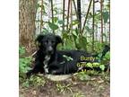 Adopt Bunty a Pointer