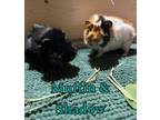 Adopt Muffin & Shadow a Guinea Pig