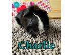 Adopt Charlie a Guinea Pig