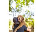 Adopt Big Max a Chocolate Labrador Retriever, Pit Bull Terrier