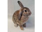 Adopt Javelin a Lop Eared, American