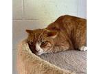 Adopt Brody a Domestic Short Hair