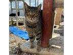 Adopt Nelson a Domestic Short Hair