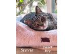 Adopt Sweet STEVIE (adopt w/Mr. Clarence) a Tabby