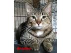 Adopt Bradley a Tabby