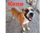 Adopt Keno a Boxer, Beagle