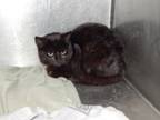 Adopt Felix a Domestic Short Hair