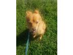 Adopt Louie a Pomeranian