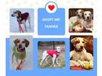 Adopt Tanner (NY) a English Pointer