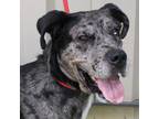 Adopt Gatlin a Great Dane