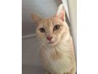 Adopt Asher a Domestic Short Hair