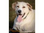 Adopt Harvey a Labrador Retriever