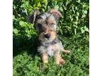 Yorkshire Terrier Puppy for sale in Union, SC, USA