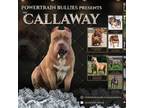 Callaway ( stud )