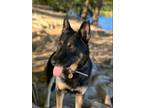 Adopt Rocky a German Shepherd Dog