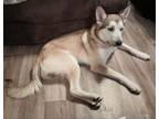 Adopt Bubba a German Shepherd Dog, Husky