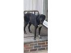 Adopt Cody a Labrador Retriever