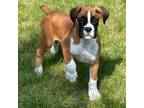 Boxer Puppy for sale in Middlebury, IN, USA