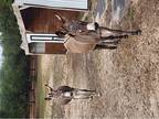 Breeding pair Donkeys