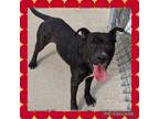 Adopt Legend - LOWELL, IN a American Staffordshire Terrier