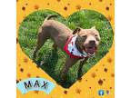 Adopt Max - LOWELL, IN a Mixed Breed, American Staffordshire Terrier