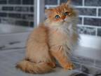 Zorro Golden British Longhair Kitten