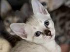 Sbt Snow Savannah Kitten