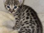 F2 Savannah Kittens