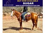 Ranch Sorrel Mare Quarter Horse