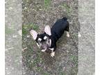 French Bulldog PUPPY FOR SALE ADN-766646 - 7 month old male French Bulldog akc