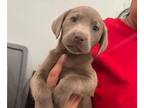 Labrador Retriever PUPPY FOR SALE ADN-766625 - Silver Lab F Tote 2