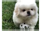 Pekingese PUPPY FOR SALE ADN-766753 - Tanner White male Pekingese