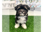 Havanese PUPPY FOR SALE ADN-766641 - Winnie