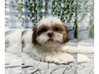 Shih Tzu PUPPY FOR SALE ADN-766647 - Caesar