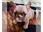 French Bulldog PUPPY FOR SALE ADN-766588 - Thunder Lilac Fawn Male French