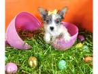 Biewer Terrier PUPPY FOR SALE ADN-766709 - Female Tricolor Yorkie