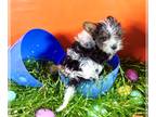 Biewer Terrier PUPPY FOR SALE ADN-766710 - Tricolor male yorkie