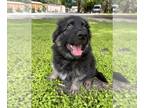 German Shepherd Dog PUPPY FOR SALE ADN-766620 - Wolverine Blue