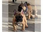 French Bulldog PUPPY FOR SALE ADN-766791 - Cobby compact fawn male
