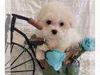 Maltese PUPPY FOR SALE ADN-766701 - Female Maltese