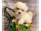 Maltese PUPPY FOR SALE ADN-766703 - Female Maltese