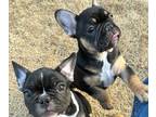 French Bulldog PUPPY FOR SALE ADN-766619 - French Bulldog Puppies