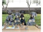 Doberman Pinscher PUPPY FOR SALE ADN-766631 - AKC Doberman Puppies