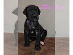 Great Dane PUPPY FOR SALE ADN-766781 - Great Dane female 4