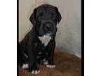 Great Dane PUPPY FOR SALE ADN-766788 - Great Dane puppy Male