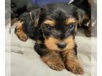 Yorkshire Terrier PUPPY FOR SALE ADN-766644 - Sweet brother