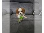 Cavalier King Charles Spaniel PUPPY FOR SALE ADN-766763 - Akc Cavalier King